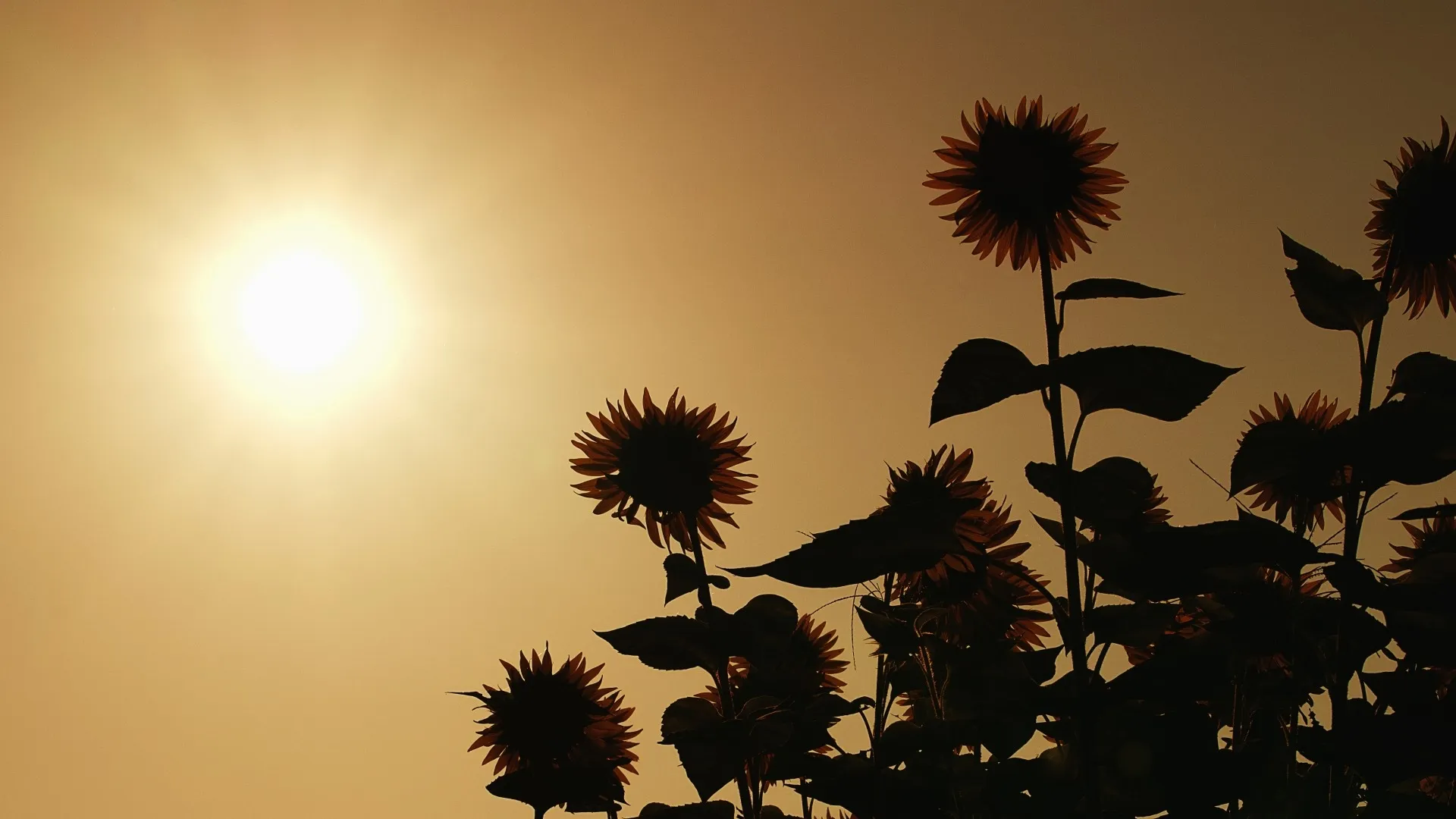重症心身障害児・医療的ケア児の夏休み後半の過ごし方 ― 生活リズムを整えて新学期に備える ―