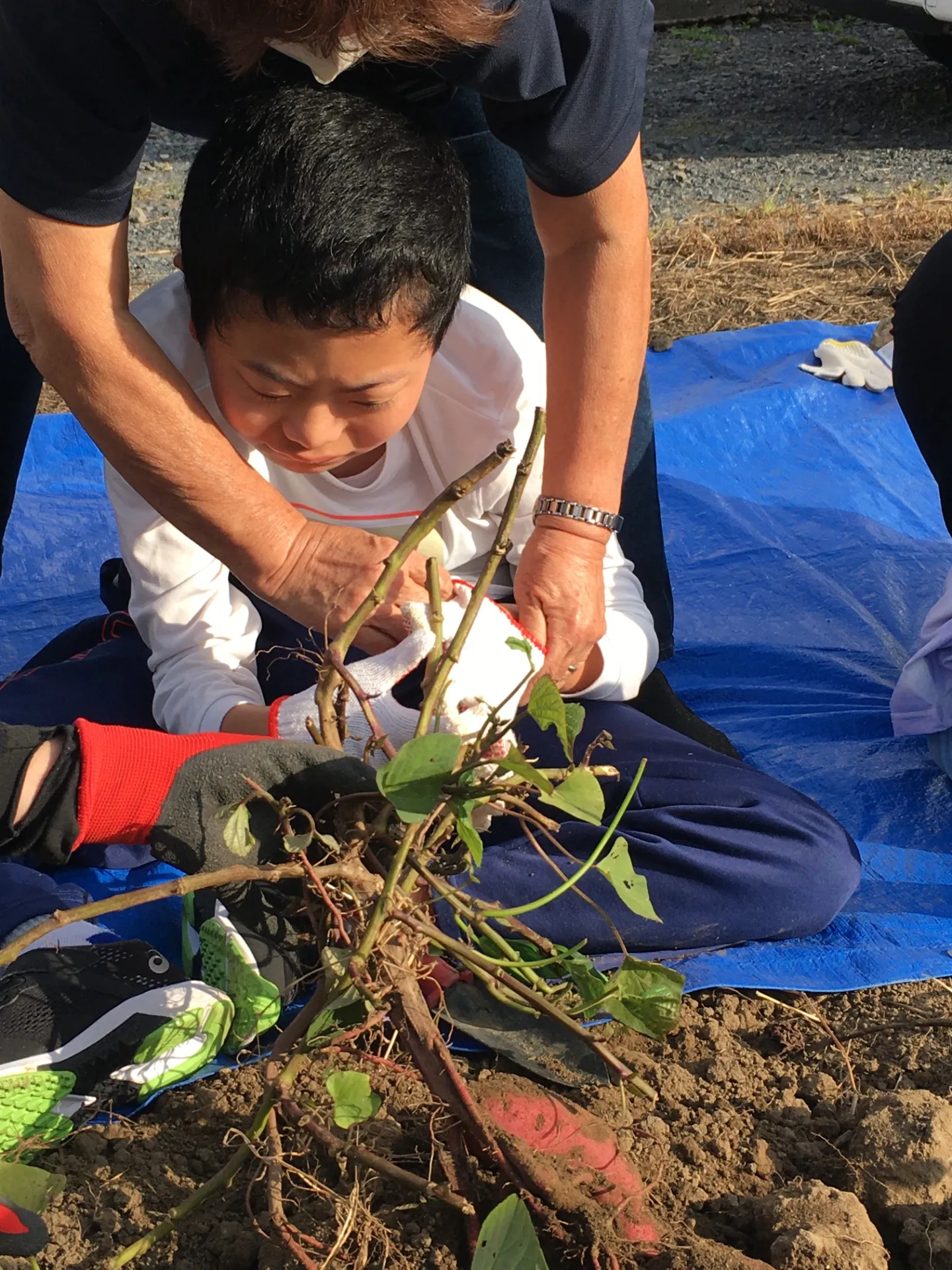 秋の恵みをみんなで掘り出そう！「虹をつかもう」の芋ほり体験